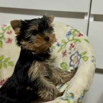 Щенки йоркширского терьера, в Орле