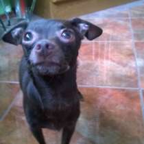 Ласковая тоечка 5 лет, в Москве