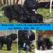 Блистательные щеночки чёрного терьера, в Краснодаре