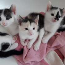 Три котенка симпатяги, в г.Карлсруэ