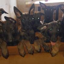 Щенки малинуа на продажу, в Москве