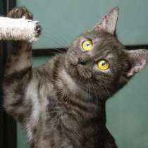 Кошка Нора – длинноногая красотка в добрые руки, в г.Москва