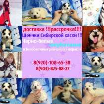 Прекрасные чистокровные хаски, в Саранске