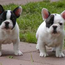 Французский бульдог Горно Алтае, в Горно-Алтайске