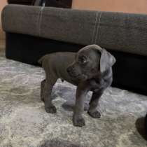 Щенки Кане-Корсо, в Армавире