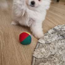 Щенок шпица в дар, в Кировске