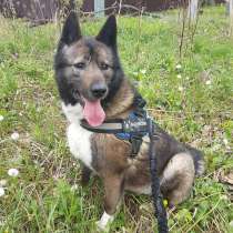 Лайка-хаски метис редкого окраса, в Москве