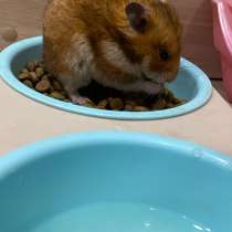 Хорошая добрый хомячок с клеткой хомяк, в Барнауле