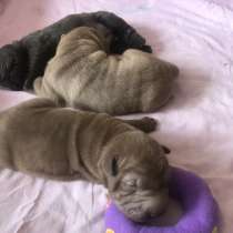 Продам щенков шарпая, в г.Тюмень