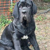 Шикарный мальчишка неаполитанский мастиф, в Москве