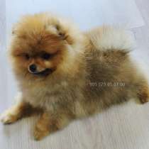 Щенки померанского шпица боо, рыжего окраса, в г.Тбилиси