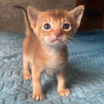 Абиссинские котята, в Москве