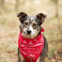 Малышка Найда ищет дом, в Москве