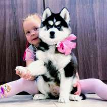 Красивые собачки сибирские хасята, в Ярославле