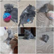 В продаже очаровательные котята 4 девочки, 3 мальчика, в г.Бишкек