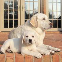 Лабрадор Калуга, в Калуге