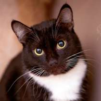 Арабика ждёт встречи с чутким человеком, в Москве