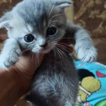 Продаются Шотландские котята, в Москве