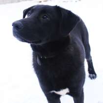 Метис лабрадора, в Москве