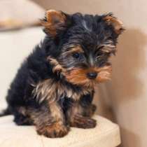 Йоркширский терьер Барнаул, в Барнауле