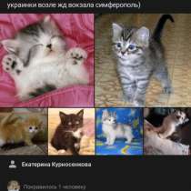 Домашние котята всех окрасов 1 месяц, в Симферополе