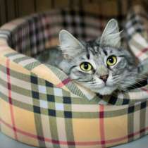 Красавица Кира ищет новый дом, в Москве