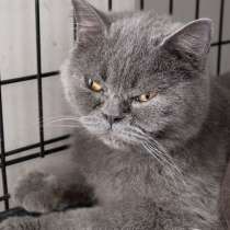 Кошечка Тима ищет дом, в Москве
