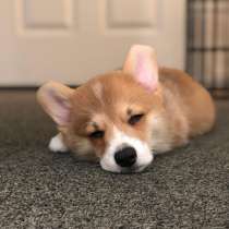 Корги Магнитогорск, в Магнитогорске