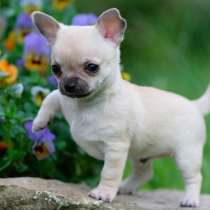 Чихуахуа Хабаровске, в Хабаровске