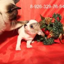 Мальчик чихуа-хуа белый с тигровым, в Сергиевом Посаде
