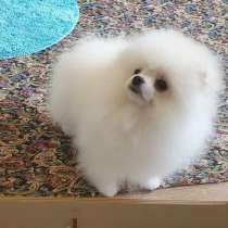 Щенки померанского шпица, в Москве