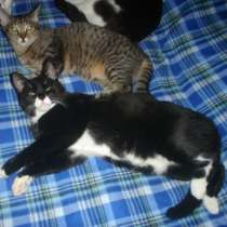 Отдам даром Котята Гаврюша и Степа хотят обрести дом, в Санкт-Петербурге