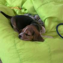 Щенок, в Красноярске