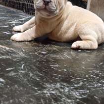 В продаже щенки французского бульдога, в Барнауле