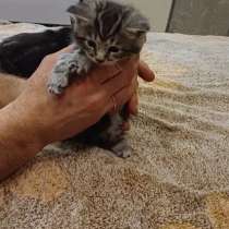 Кошки, в Сургуте