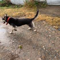 Отдам собаку в добрые руки, в Москве