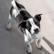 Пять маленьких сердец ищут дом, в Москве