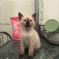 Продаётся тайский котёнок, в Сочи