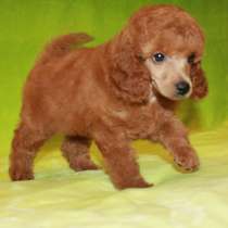 Щенок карликового пуделя, в Москве