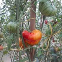Редкие сорта томатов, в Москве