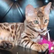 Бенгальская девочка, в Москве