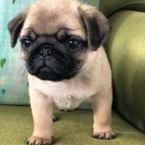 Мопс Тобольск, в Тобольске