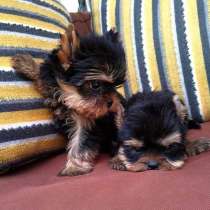 Щенки йорка мальчики и девочки. 2.5мес, в Ростове-на-Дону