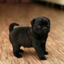 Мопс Геленджике, в Геленджике