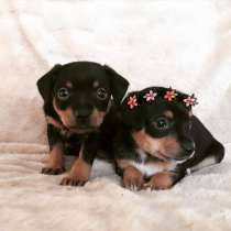 Той терьер Владикавказ, в Владикавказе