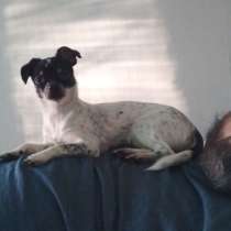 Отдам чихуа девочку, в Москве