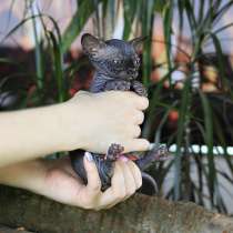 Эксклюзивный мальчик бамбино редчайшей породы в мире, кошка, в г.Украинка
