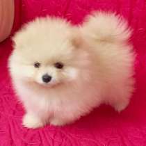 Девочка помераночка, кремовая конфетка, в Москве