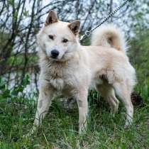 Метис лайки Джерси ищет дом!, в Москве