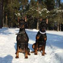 Доберман Кострома, в Костроме